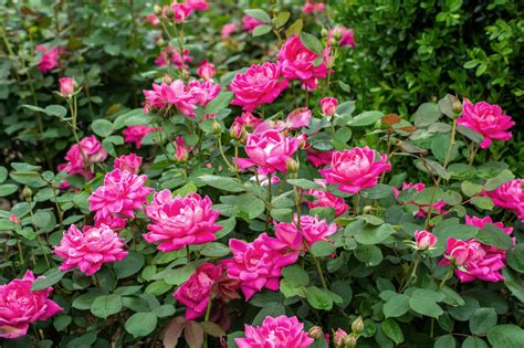 The Family — The Knock Out® Family of Roses