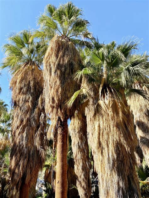 Hiking the Andreas Canyon Trail in Palm Springs [Complete Hiking Guide]