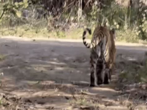 Ranthambore Tigress Stops Pilgrim Route | Entry Resumes After Forest ...