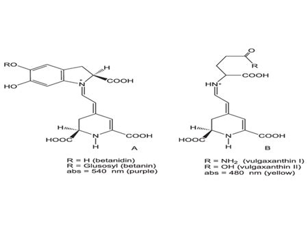 Beetroot Spray Dried Powder Manufacturer & Supplier in India