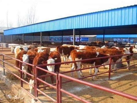 面对养牛的行情，你属于是哪几种人？湖北安徽广西广东肉牛大型养殖场 正规肉牛养殖基地 肉牛供种处 - 知乎