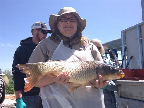 Turning Around Malheur Wildlife Refuge One Carp Carcass At A Time - OPB