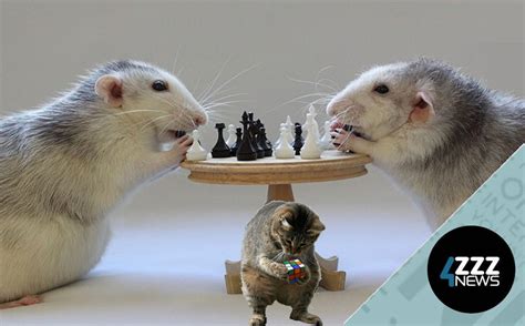 Image result for Animal Problem Solving