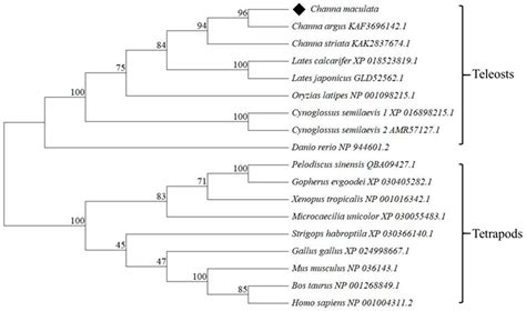 Molecular Characterization, Expression Pattern, DNA Methylation and ...