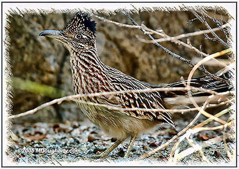 Road Runner Run 的图像结果