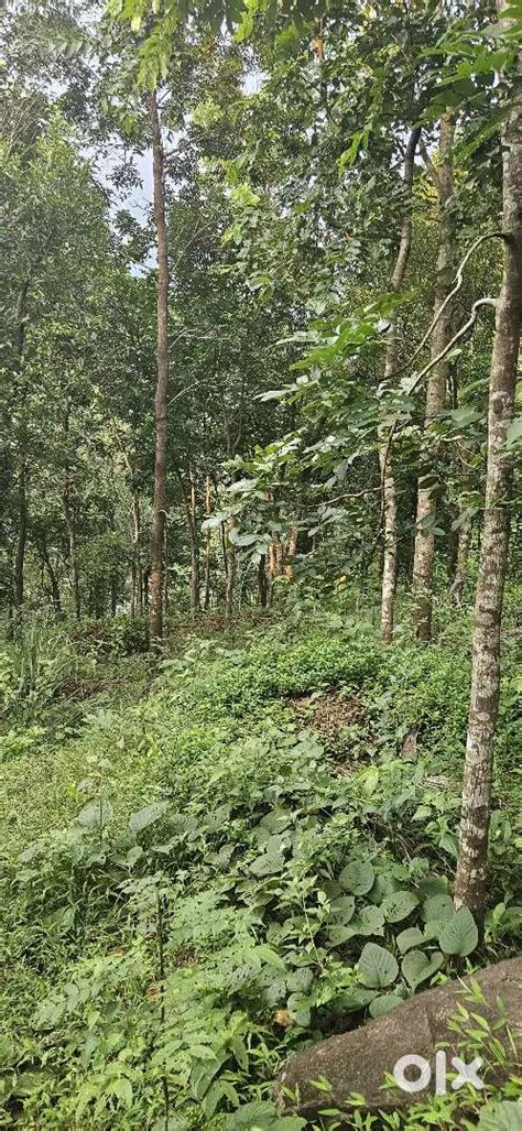 50 cent plot at palakkayam thattu 3 km - Lands & Plots - 1722990914