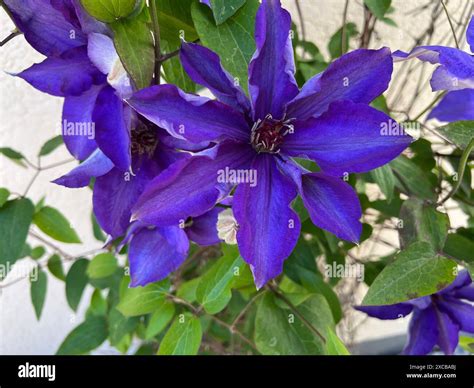 Clematis, The President, Clematis-Hybride, ist eine schoene ...