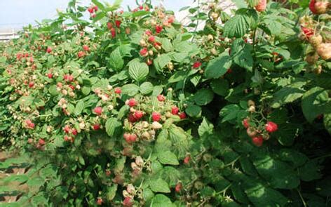 迁安周小猛种植树莓带领农民共同致富_致富经_371种养致富网