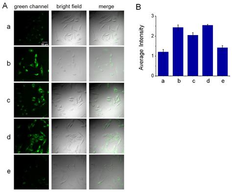 A Small-Molecule Fluorescent Probe for the Detection of Mitochondrial ...