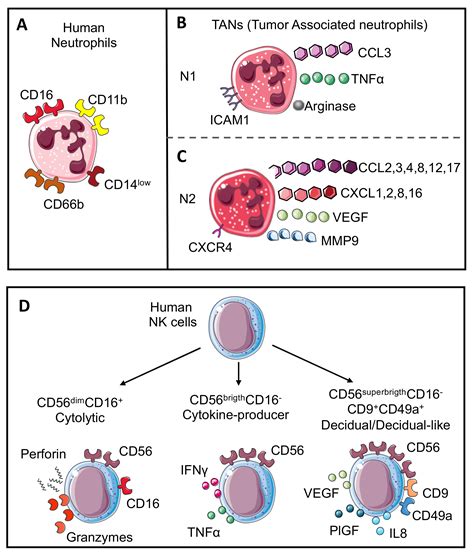 Neutrophil and Natural Killer Cell Interactions in Cancers: Dangerous ...