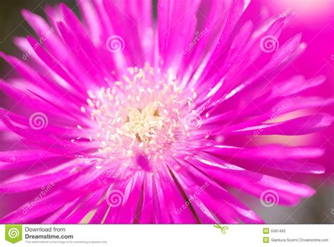 Garden Margheritas stock image. Image of yellow, pink - 5581493