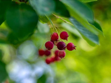Image result for Serviceberries Tree