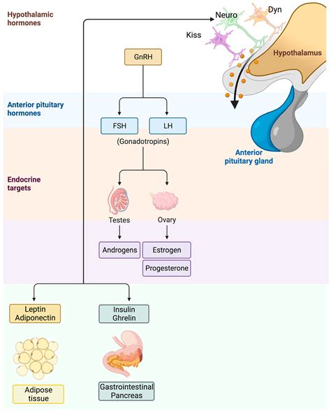 Links between Childhood Obesity, High-Fat Diet, and Central Precocious Puberty