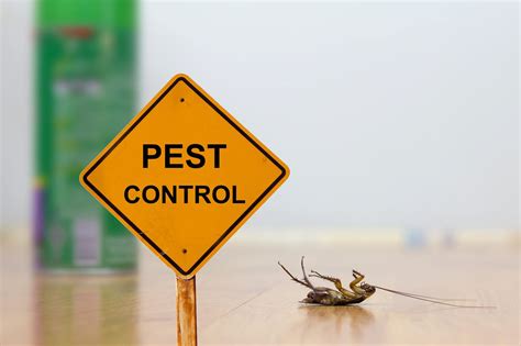 The Basics of Pest Control for First-time Homeowners