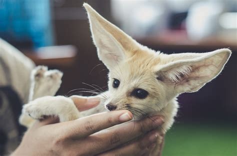 Is The Fennec Fox A Good Pet? 14 Facts To Make The Right Choice