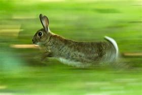 Image result for A Running Rabbit