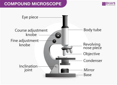 Compound Microscope Parts Labeled 的图像结果