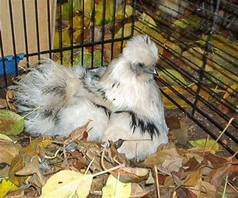 bruteier italiener hühner jetzt fürs frühjahr reservieren in ...