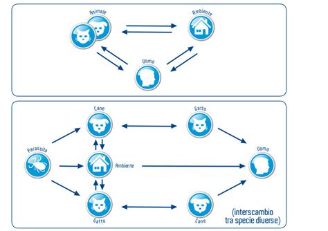 L'ambiente gioca un ruolo fondamentale nella trasmissione delle ...