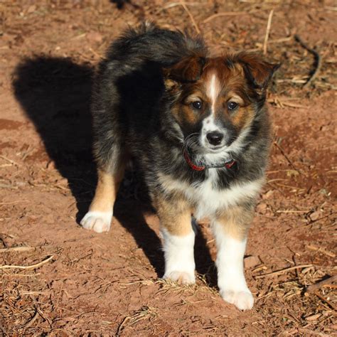 English Shepherd Meet The Wild Things: English Shepherds