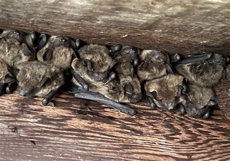 When Do Bats Have Babies? A Look at Baby Bats in Hudson Valley. - Bat ...