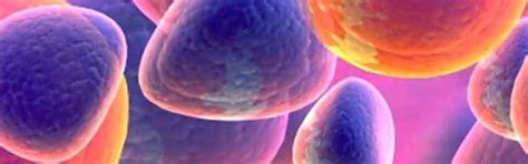 BIOGNOSYS TECHNOLOGIES (INDIA) PRIVATE LIMITED : Diagnosis Benchmarked ...