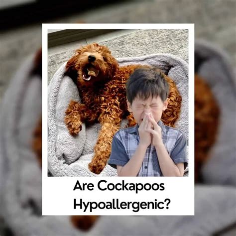Image result for Cockapoo Hypoallergenic Dogs