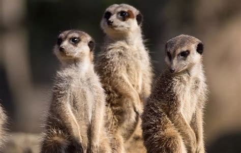 Image result for CSS Loading Animation Verification