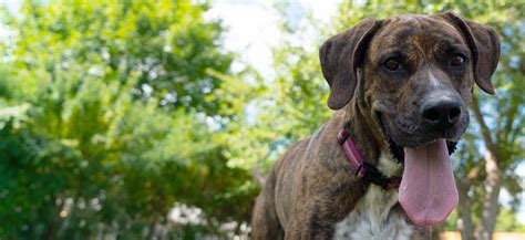 Plott Hound Amerikaanse Bulldog Mix