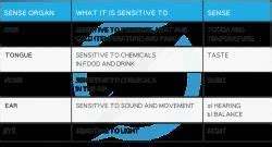 Sense Organs - Biology for GCSE/IGCSE - Year 11 PDF Download