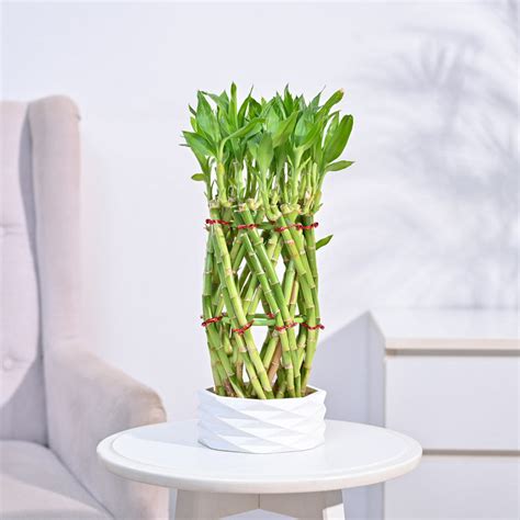 Buy Lucky Bamboo Plants Online at Ugaoo | Best Prices & Quality