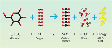 Aerobic & Anaerobic Respiration - Notes | Study Science Class 10 - Class 10