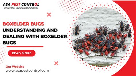 How to Get Rid of Boxelder Bugs - Simple Guide - ASA Pest Control Saskatoon