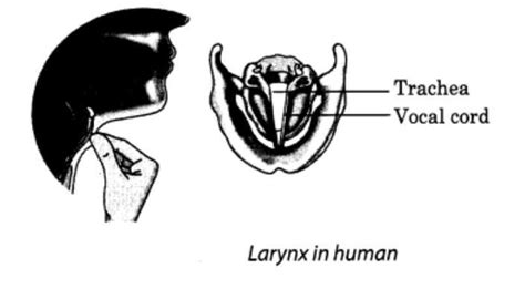 Sketch larynx and explain its function in your own words - Brainly.in