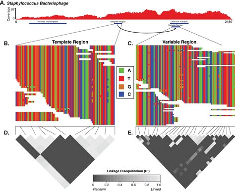 Evolutionary and functional implications of hypervariable loci within ...