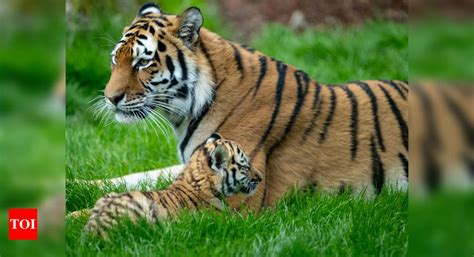 Increase in India's tiger population 'good sign': Antonio Guterres ...