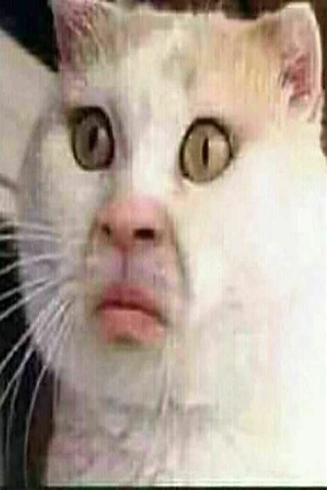 Image result for Scared Cat PFP