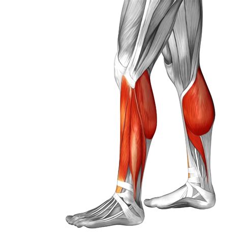 Parts Of Legs In Human Body at Samantha Tennant blog