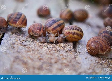Helix Aspersa Muller, Maxima Snail, Organic Farming, Snail Farming, Edible Snails on Wooden ...