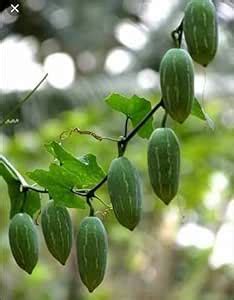 Cucurbitaceae Seeds For Home Planting Pack Of 10 : Amazon.in: Garden ...