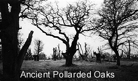 The Benefits of the Traditional Coppicing Craft (Article) eBook ...