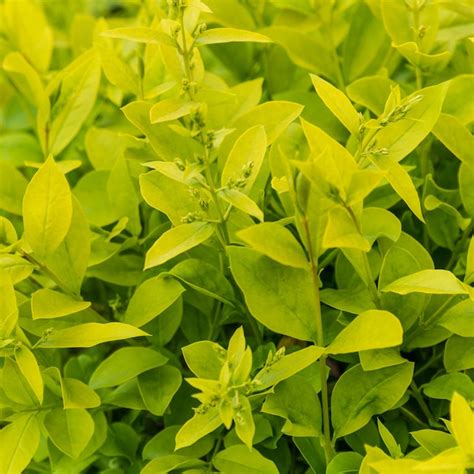 Direct Gardening Golden Vicary Privet Dormant Flowering Shrub in 1 ...