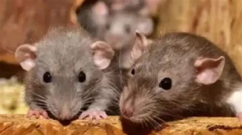 Rats ate up 581 kg ganja worth Rs 60 lakh, UP police tells court