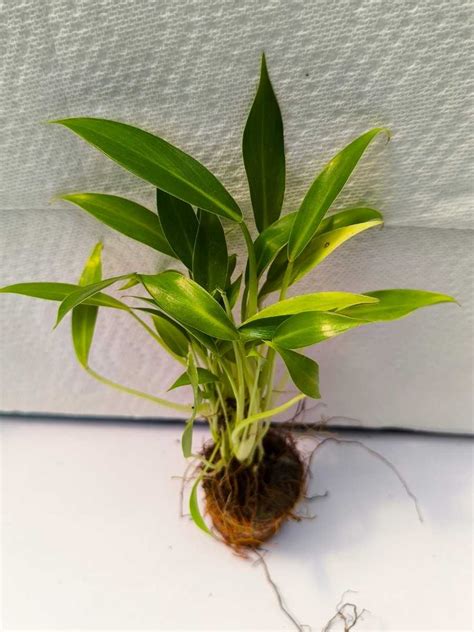 Philodendron Little Phil (Tissue Culture Plant in Jiffy bag) – vridhigarden