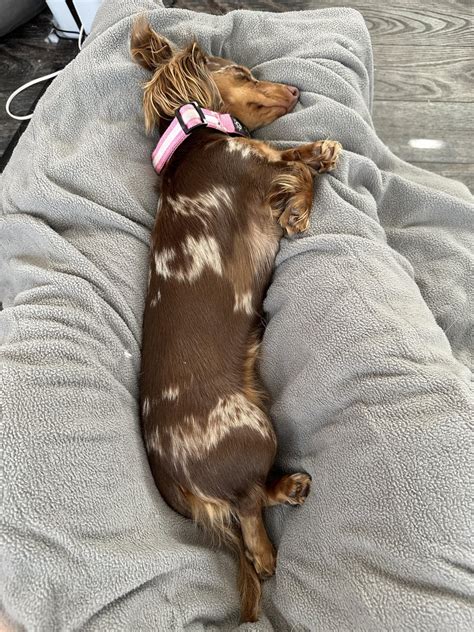 My in-laws are visiting with their little pupper. How I am supposed to get any work done with ...