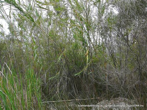 Giant Reed - Urban Bushland Council WA