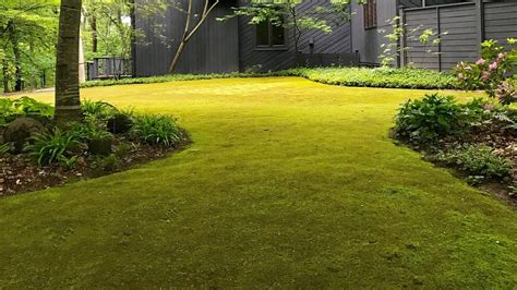 Opinion: why grass lawns are bad for the environment and your wallet