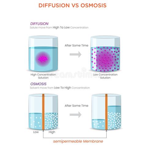 Water Diffusion 的图像结果
