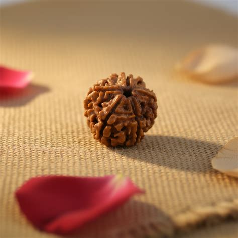Rudraksham | Authentic Rudraksha Beads & Spiritual Malas