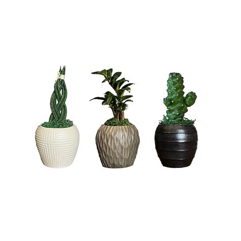 LiveTrends Tierra House Plant in 2.3-oz Pot ASB07569 at Lowes.com